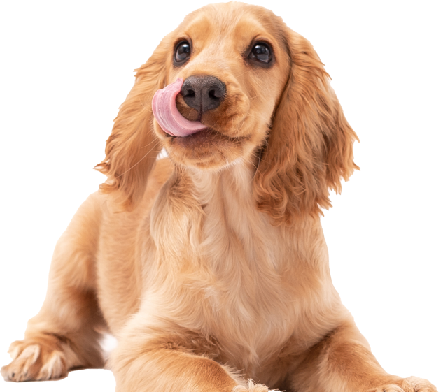 take the pet quiz