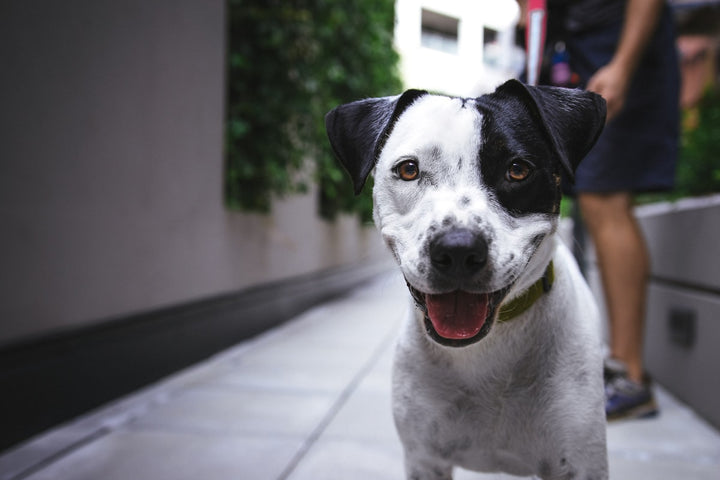 Dog with a glossy coat outdoors