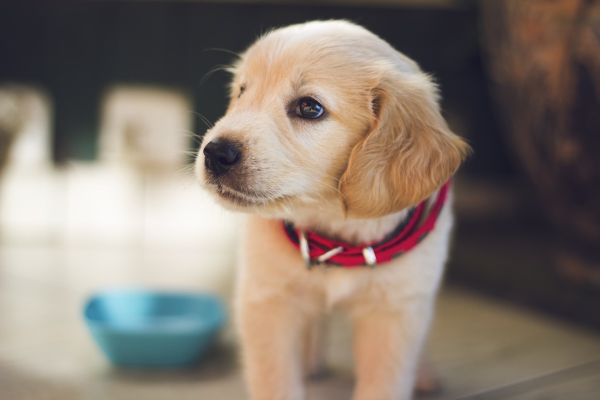 Golden puppy near a food bowl