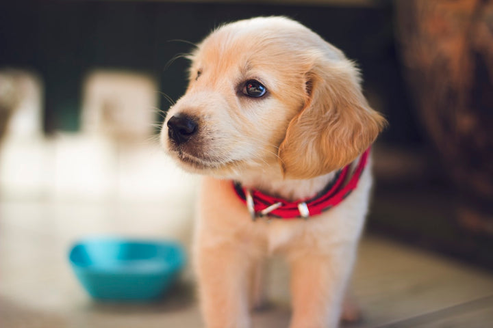 Golden puppy near a food bowl