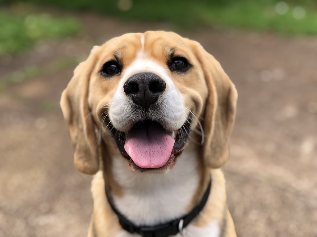 Smiling beagle showing its teeth