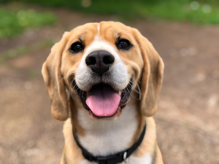 Smiling beagle showing its teeth