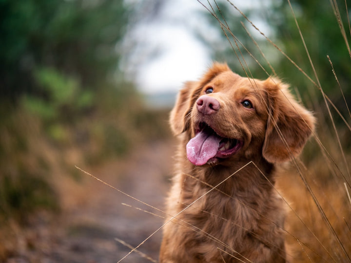 Lean, healthy dog on a woodland trail