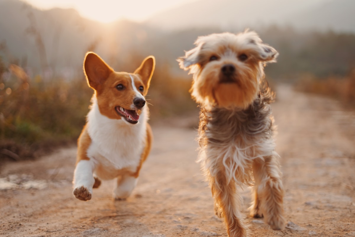 Two dogs running together outdoors
