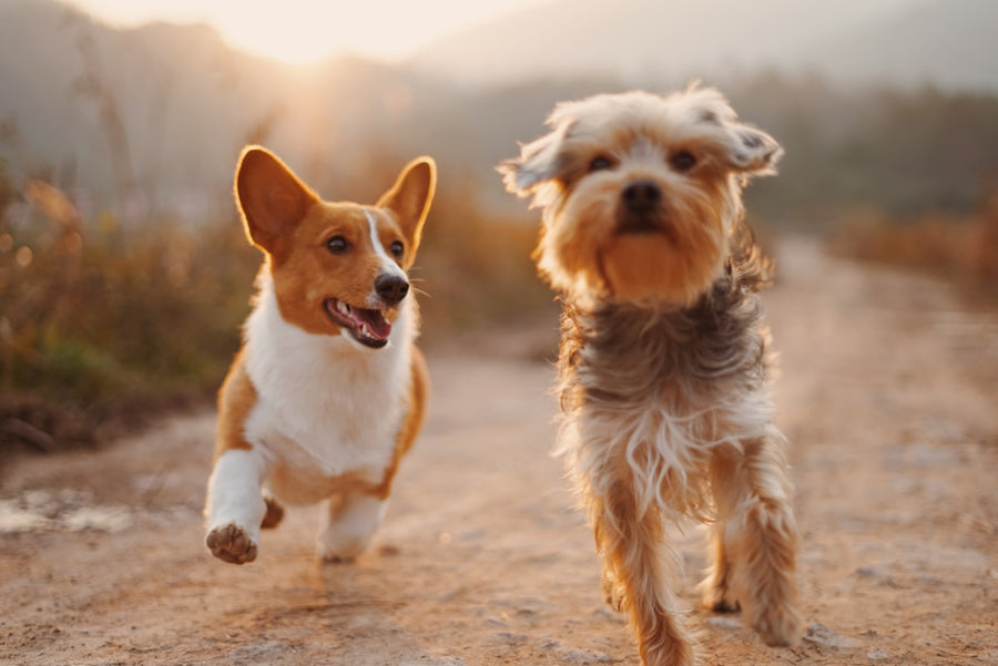 Two dogs running together outdoors