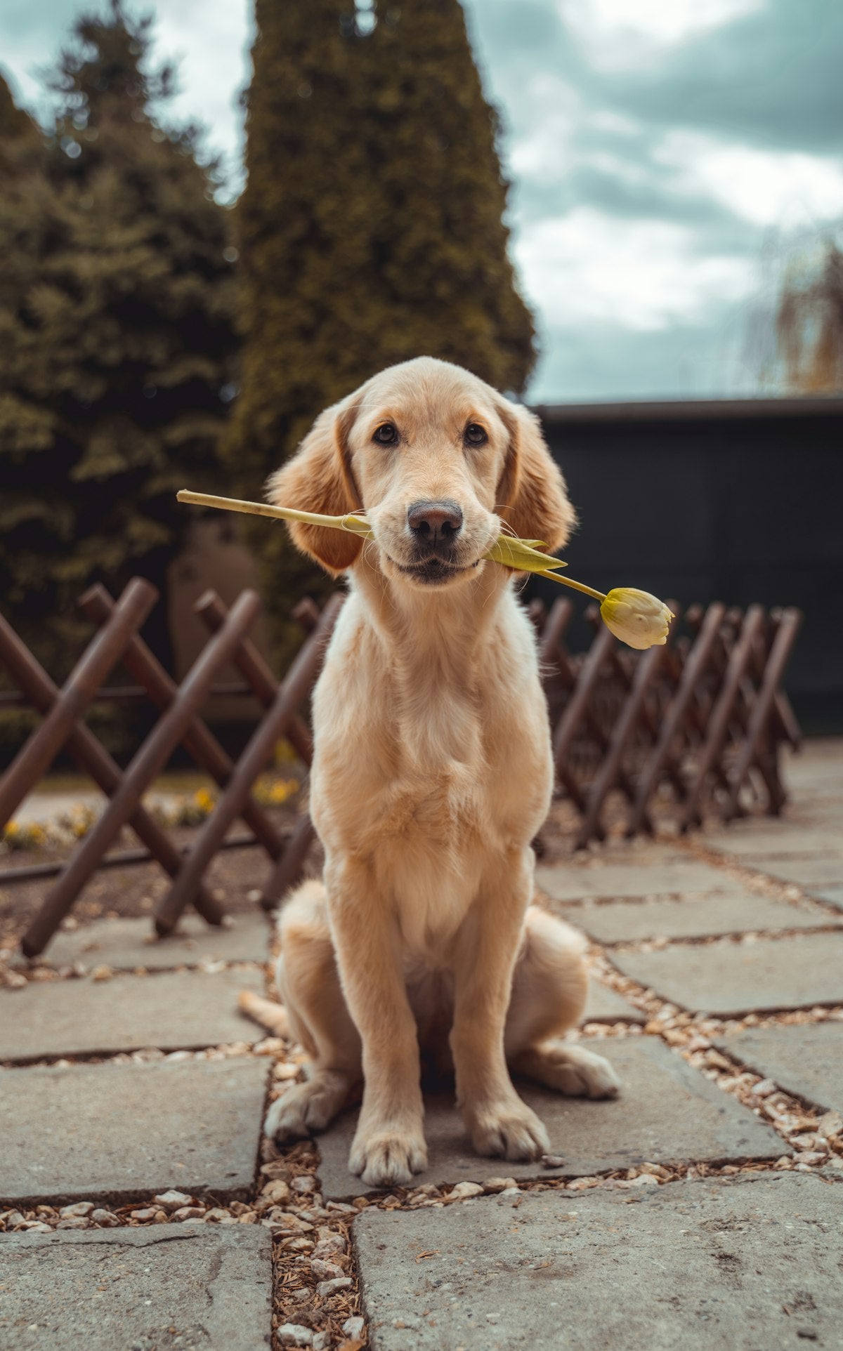 Senior golden retriever holding a tulip