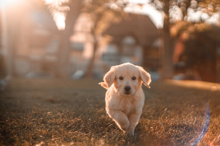 Golden puppy running across the grass
