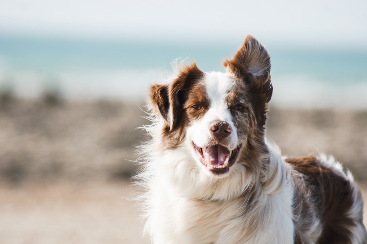 Fluffy Australian shepherd with a full coat