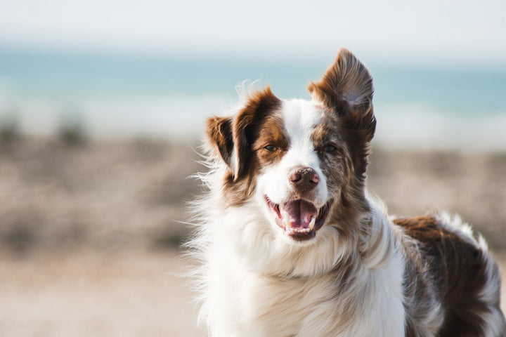Australian shepherd with a shiny coat at the beach