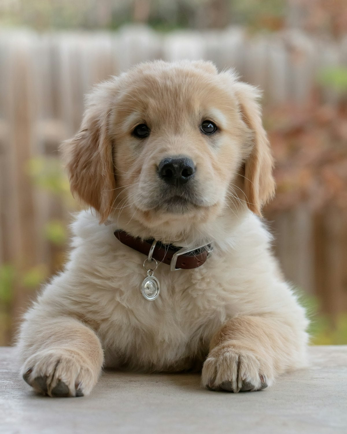 Golden retriever puppy with paws on a step