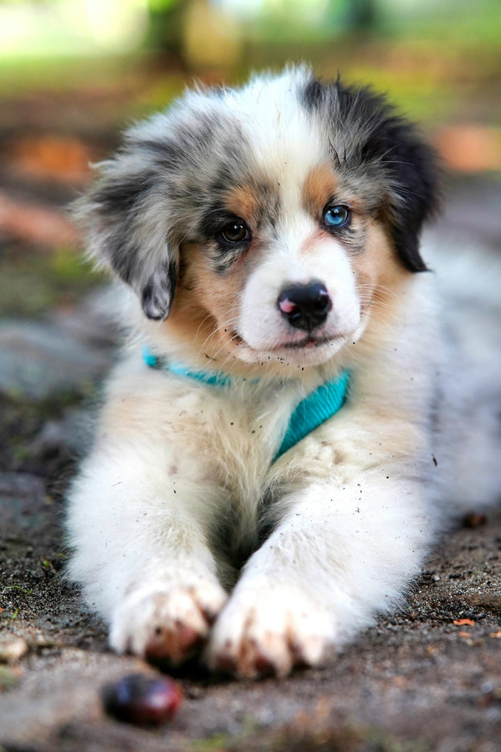 Australian shepherd puppy outdoors