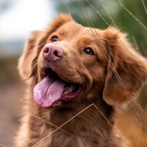 Happy dog