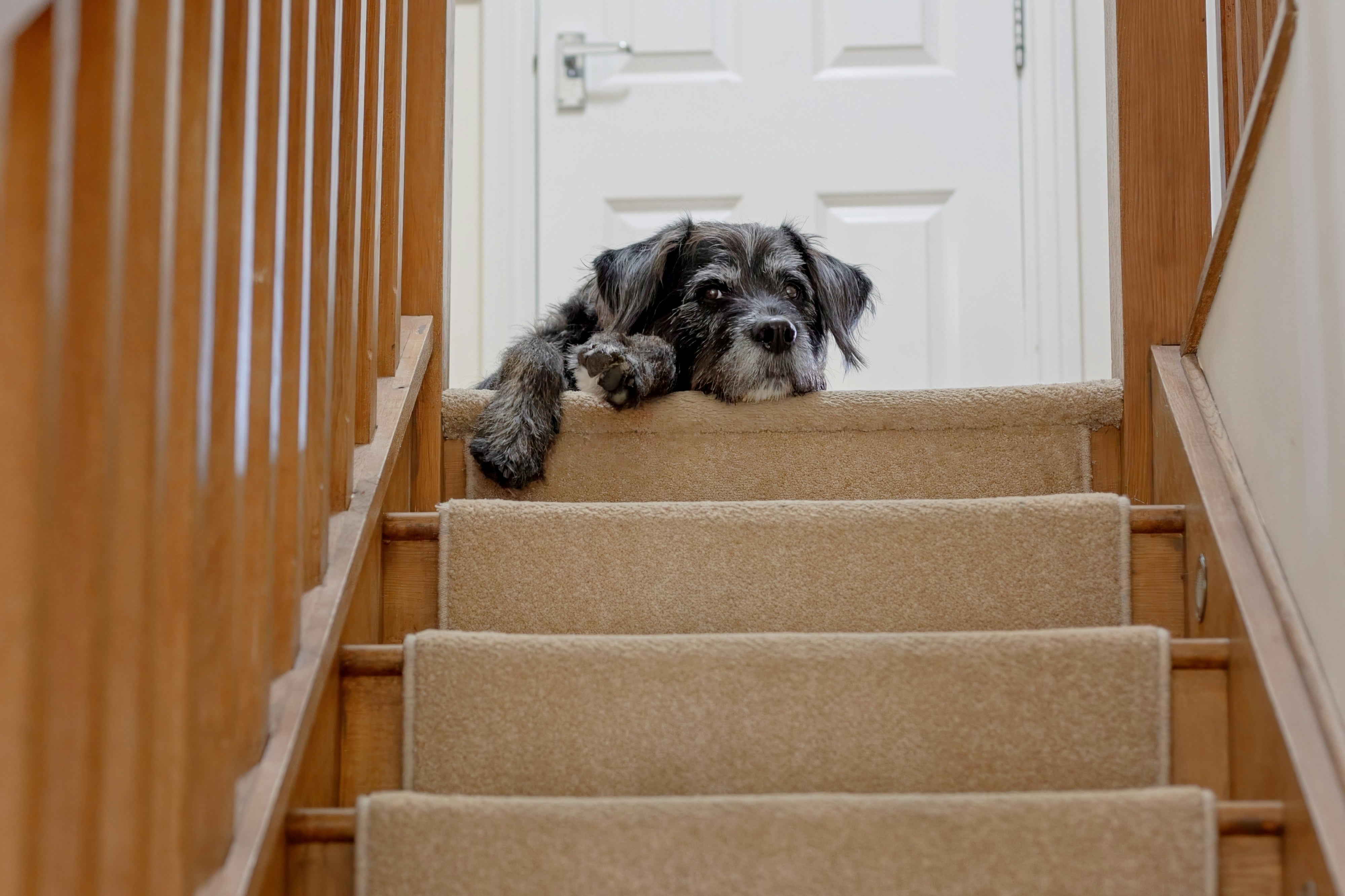 An older dog resting at the top of a staircase