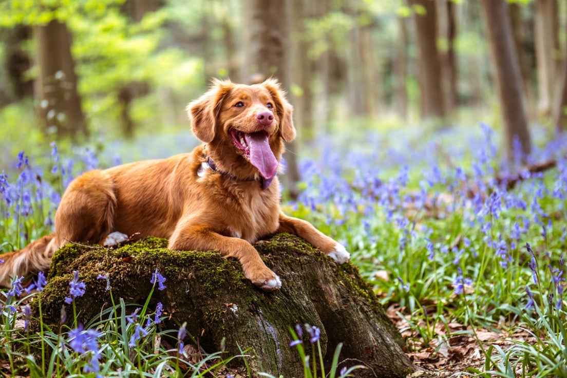 Natural-light dog photograph of the kind to source from Unsplash