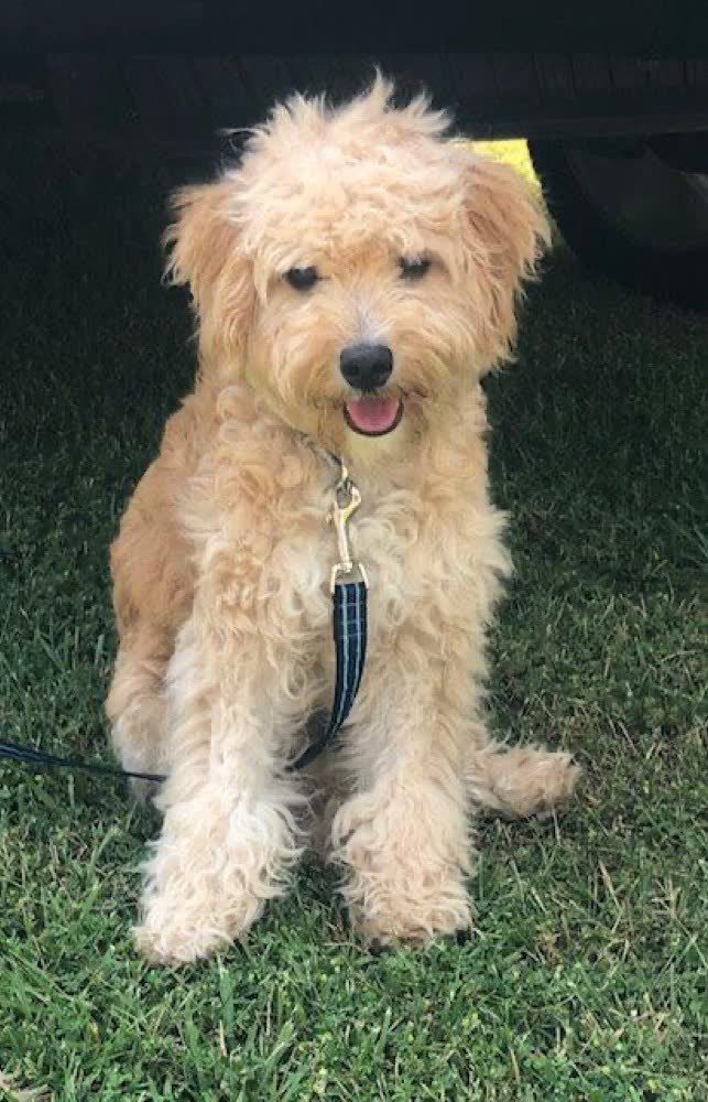 A happy dog whose owner reviewed VetPro Complete
