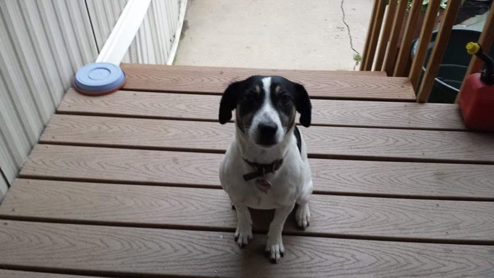A happy dog whose owner reviewed VetPro Complete