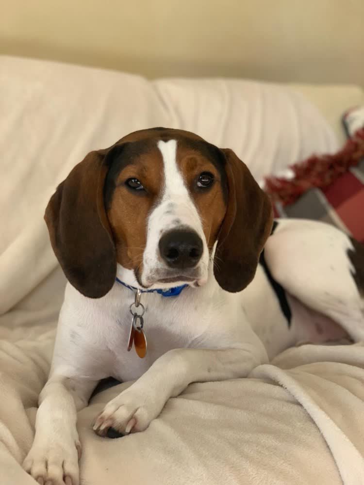 A customer's dog on VetPro Complete