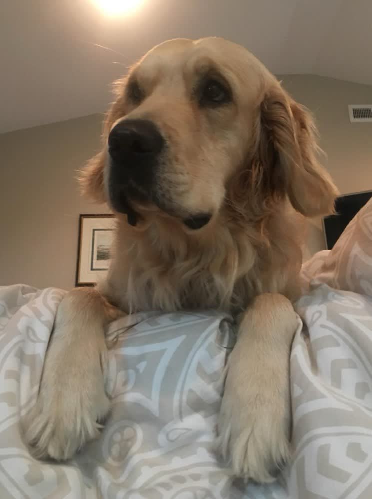 A customer's dog on VetPro Complete