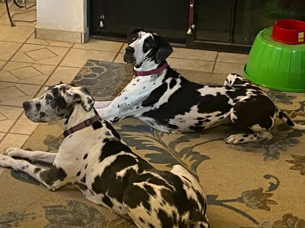 A customer's dog on VetPro Complete
