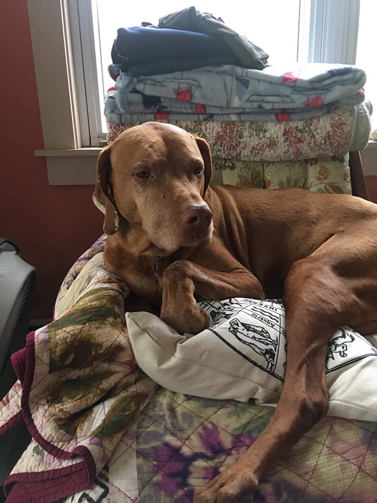 A customer's dog on VetPro Complete