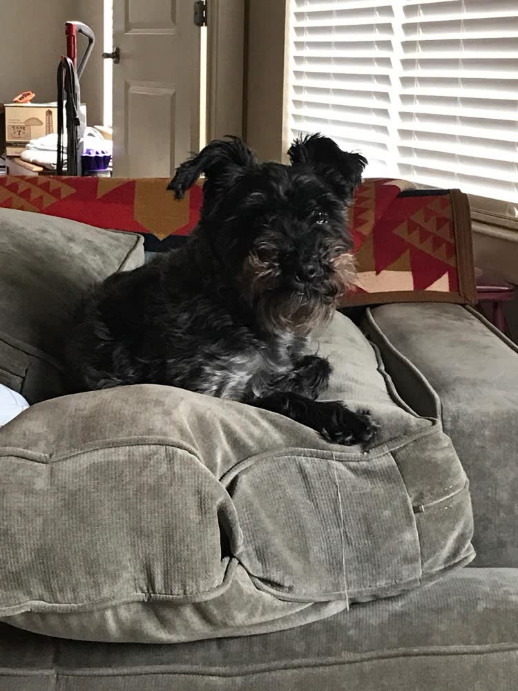 A customer's dog on VetPro Complete