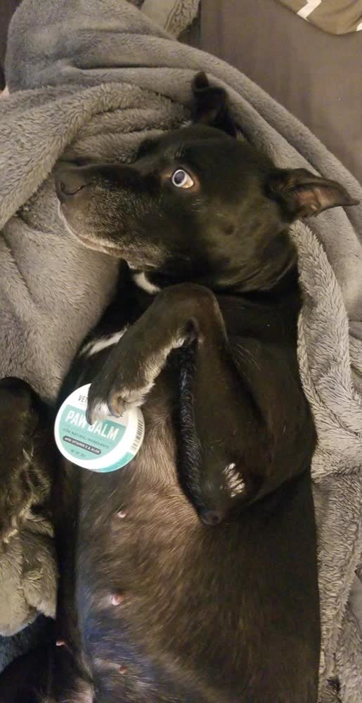 A customer's dog on VetPro Complete