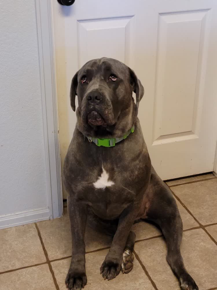 A customer's dog on VetPro Complete