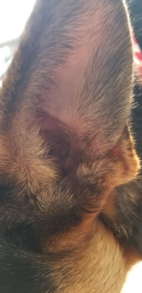 A happy dog whose owner reviewed VetPro Complete