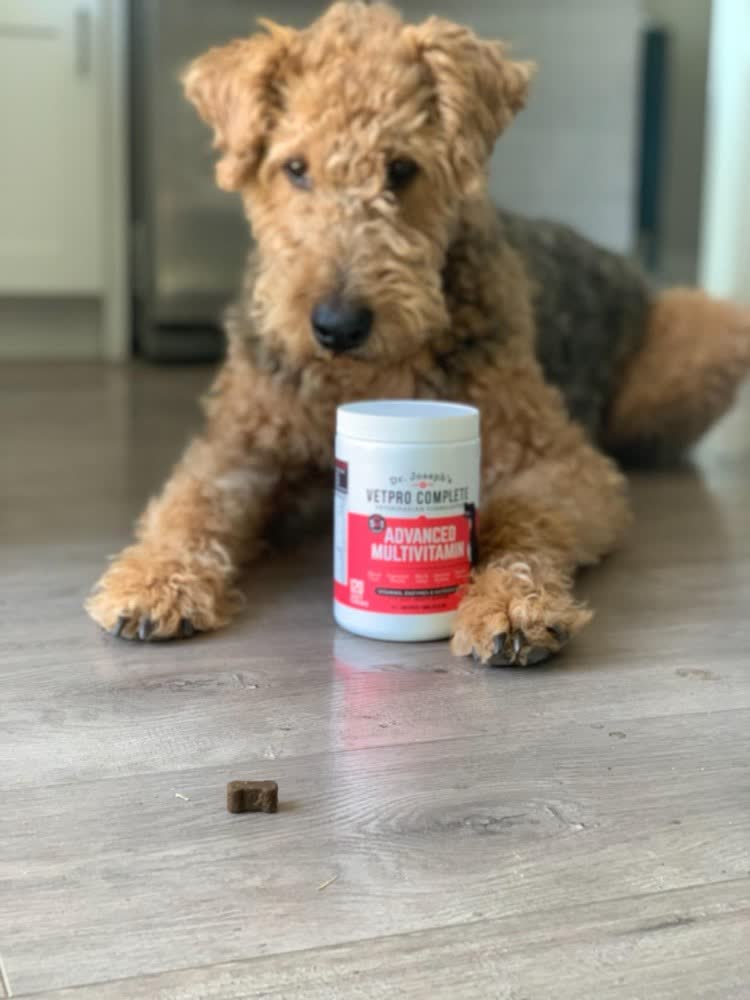 A happy dog whose owner reviewed VetPro Complete