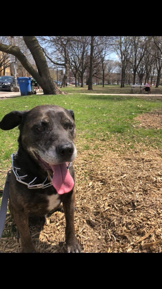 A happy dog whose owner reviewed VetPro Complete