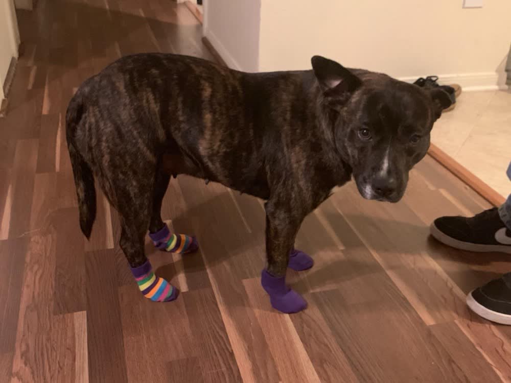 A happy dog whose owner reviewed VetPro Complete