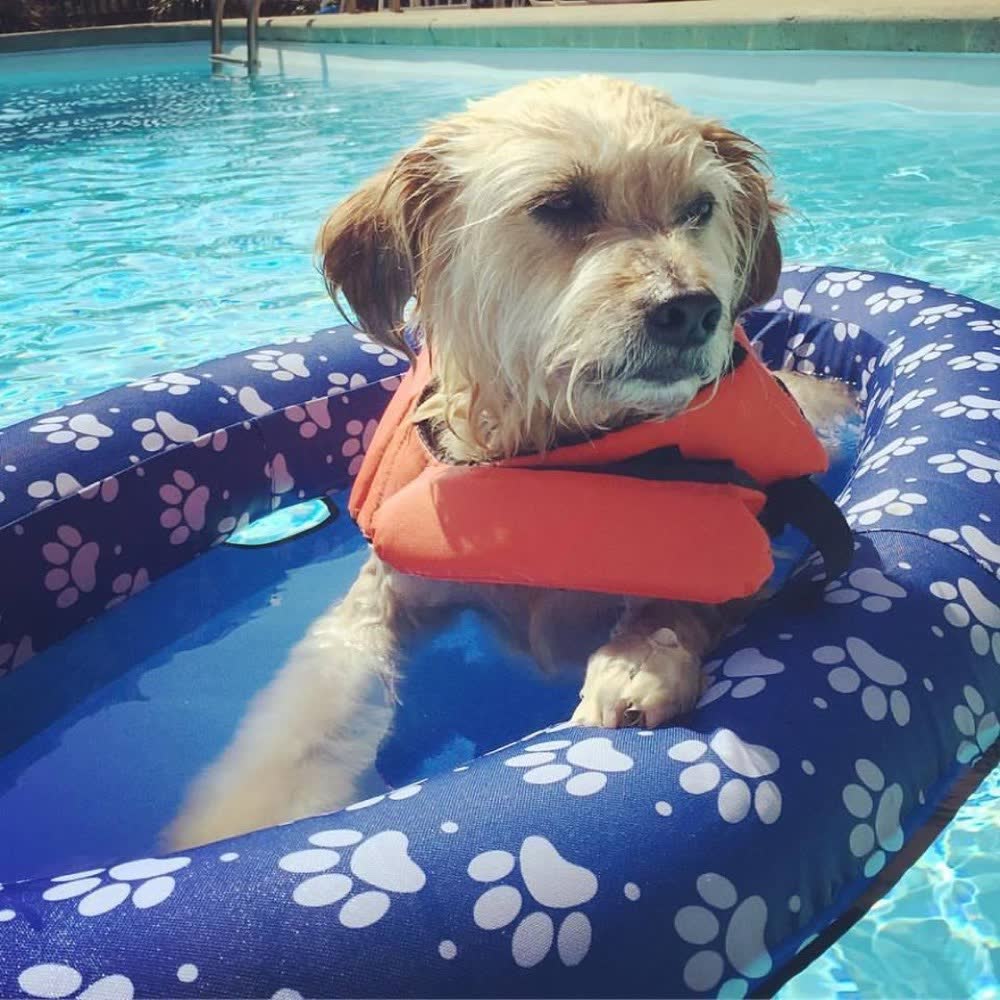 A happy dog whose owner reviewed VetPro Complete