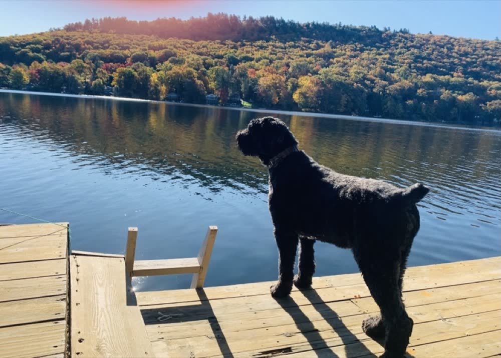 A happy dog whose owner reviewed VetPro Complete