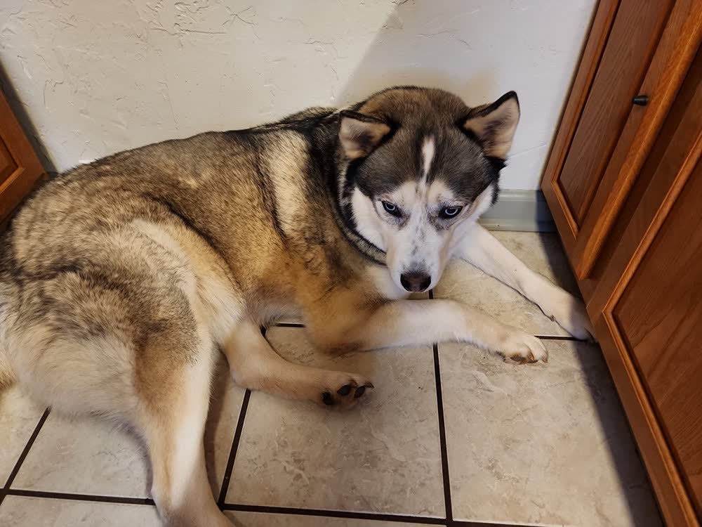 A happy dog whose owner reviewed VetPro Complete