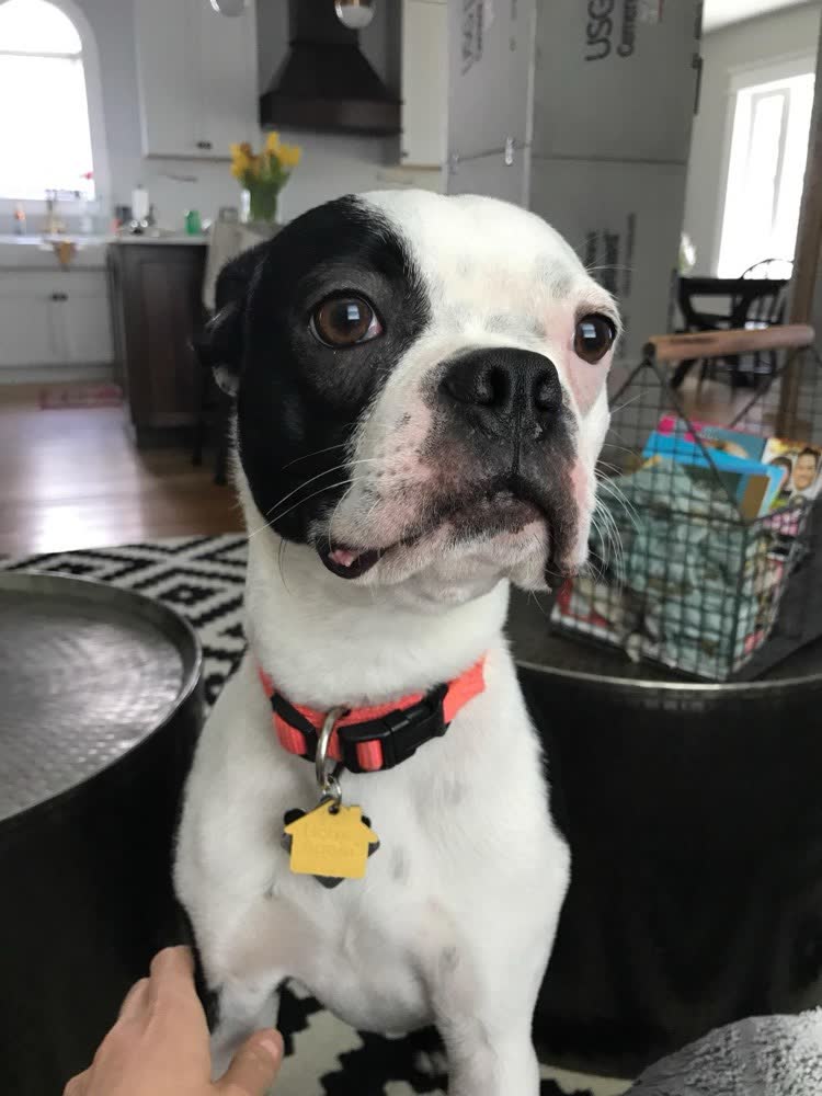 A happy dog whose owner reviewed VetPro Complete