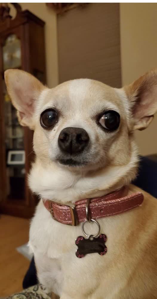 A happy dog whose owner reviewed VetPro Complete