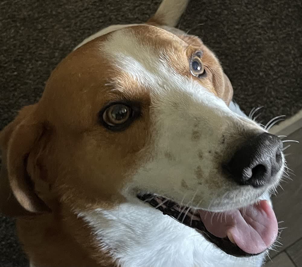 A happy dog whose owner reviewed VetPro Complete