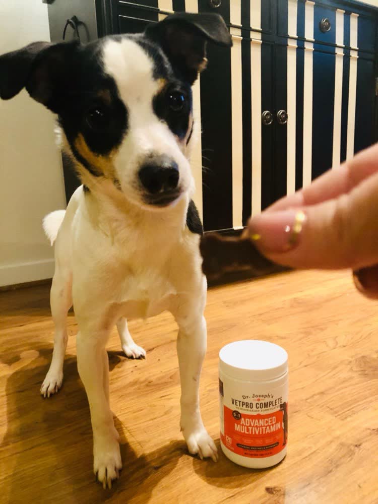 A happy dog whose owner reviewed VetPro Complete