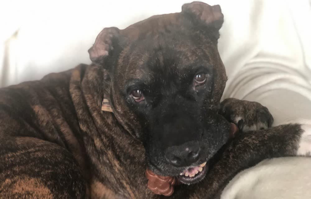 A happy dog whose owner reviewed VetPro Complete