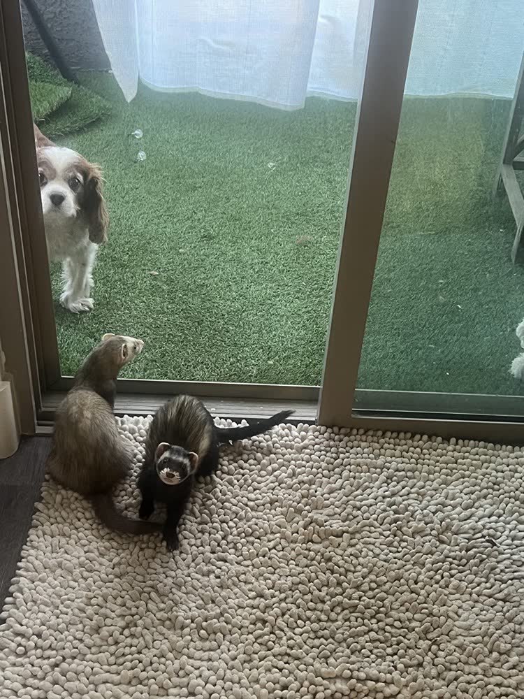 A happy dog whose owner reviewed VetPro Complete
