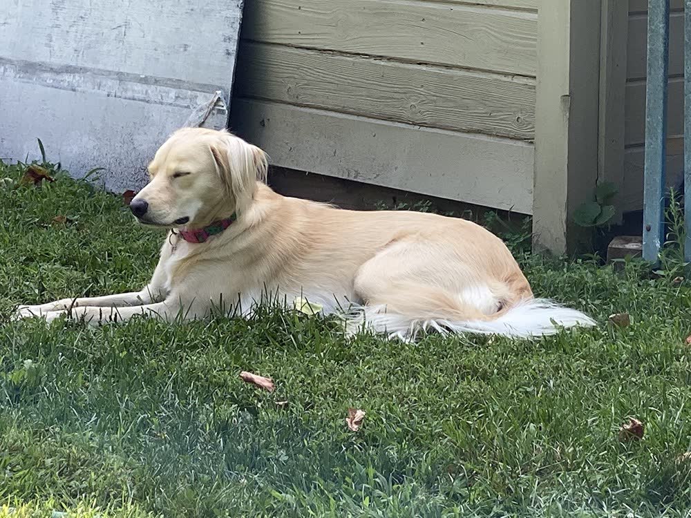 A happy dog whose owner reviewed VetPro Complete