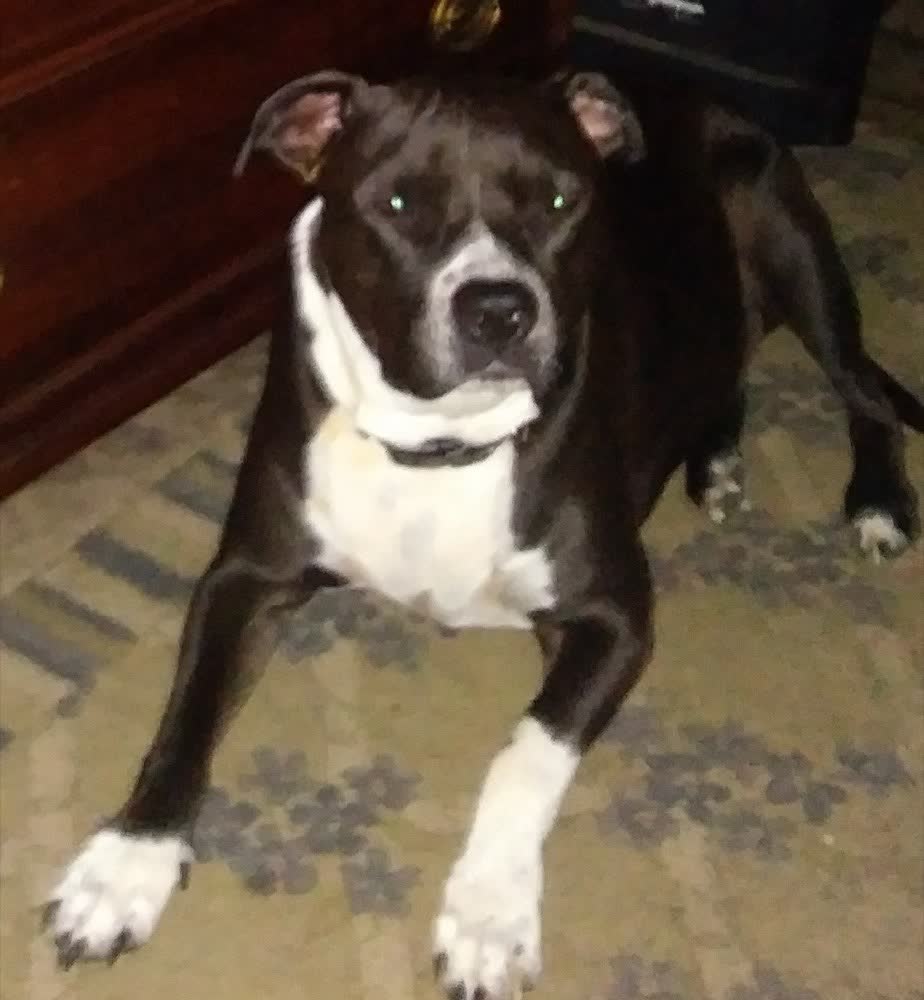 A happy dog whose owner reviewed VetPro Complete