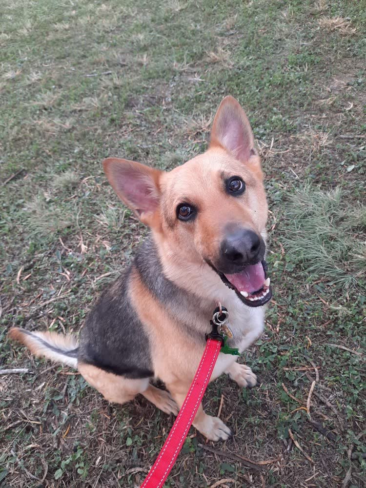 A happy dog whose owner reviewed VetPro Complete
