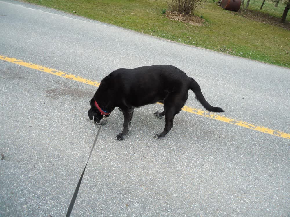 A happy dog whose owner reviewed VetPro Complete
