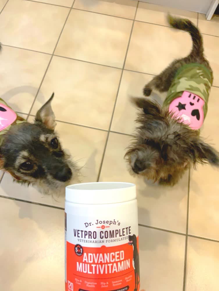 A happy dog whose owner reviewed VetPro Complete