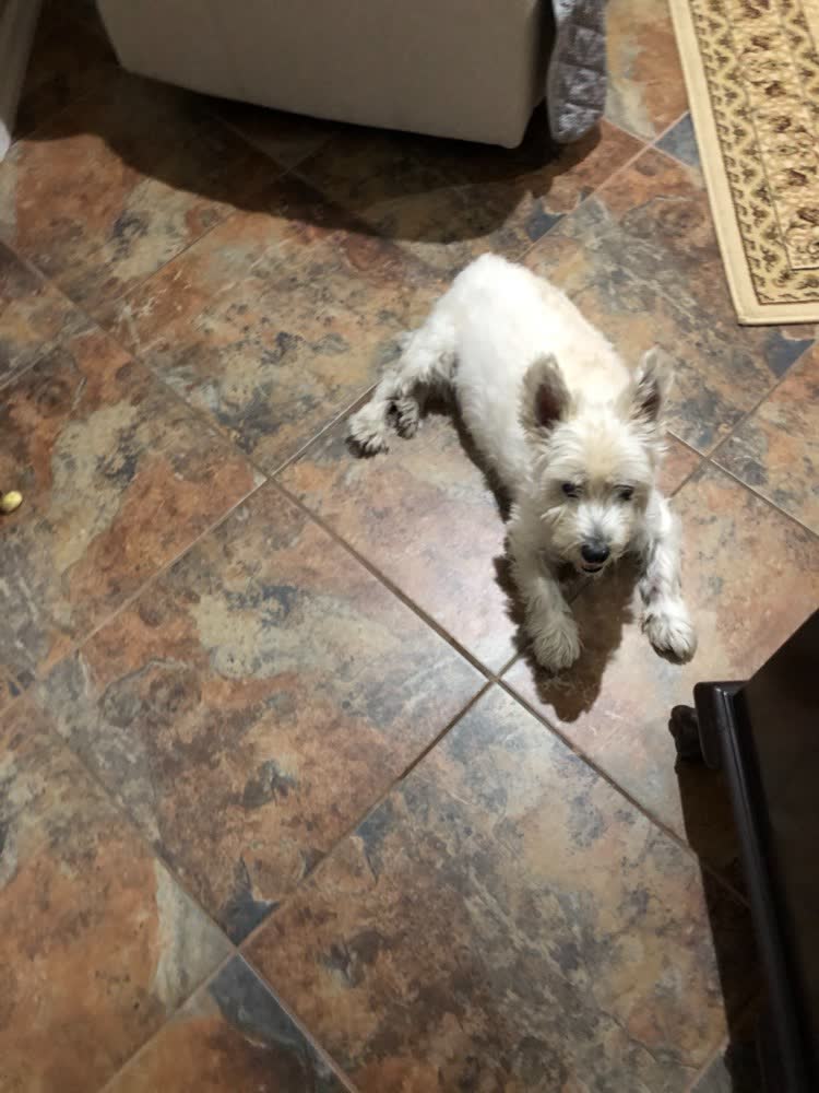 A happy dog whose owner reviewed VetPro Complete