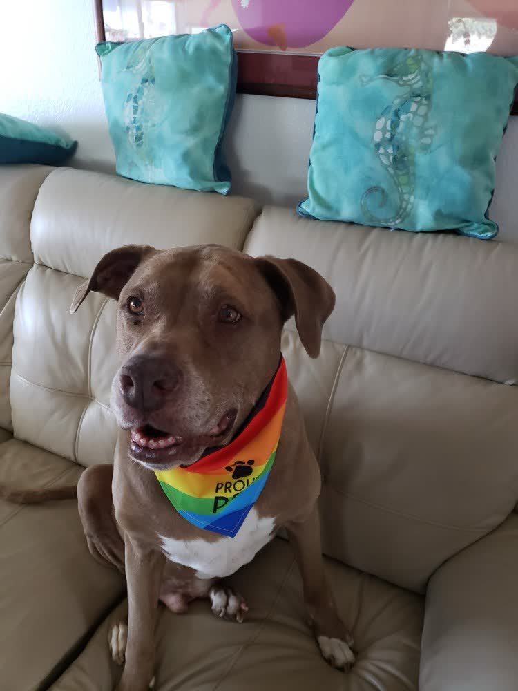 A happy dog whose owner reviewed VetPro Complete