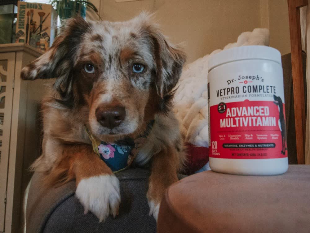 A happy dog whose owner reviewed VetPro Complete