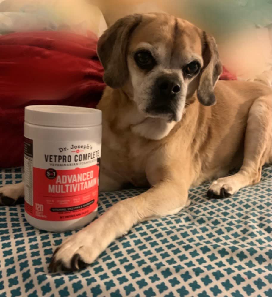 A happy dog whose owner reviewed VetPro Complete