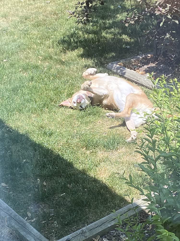 A happy dog whose owner reviewed VetPro Complete